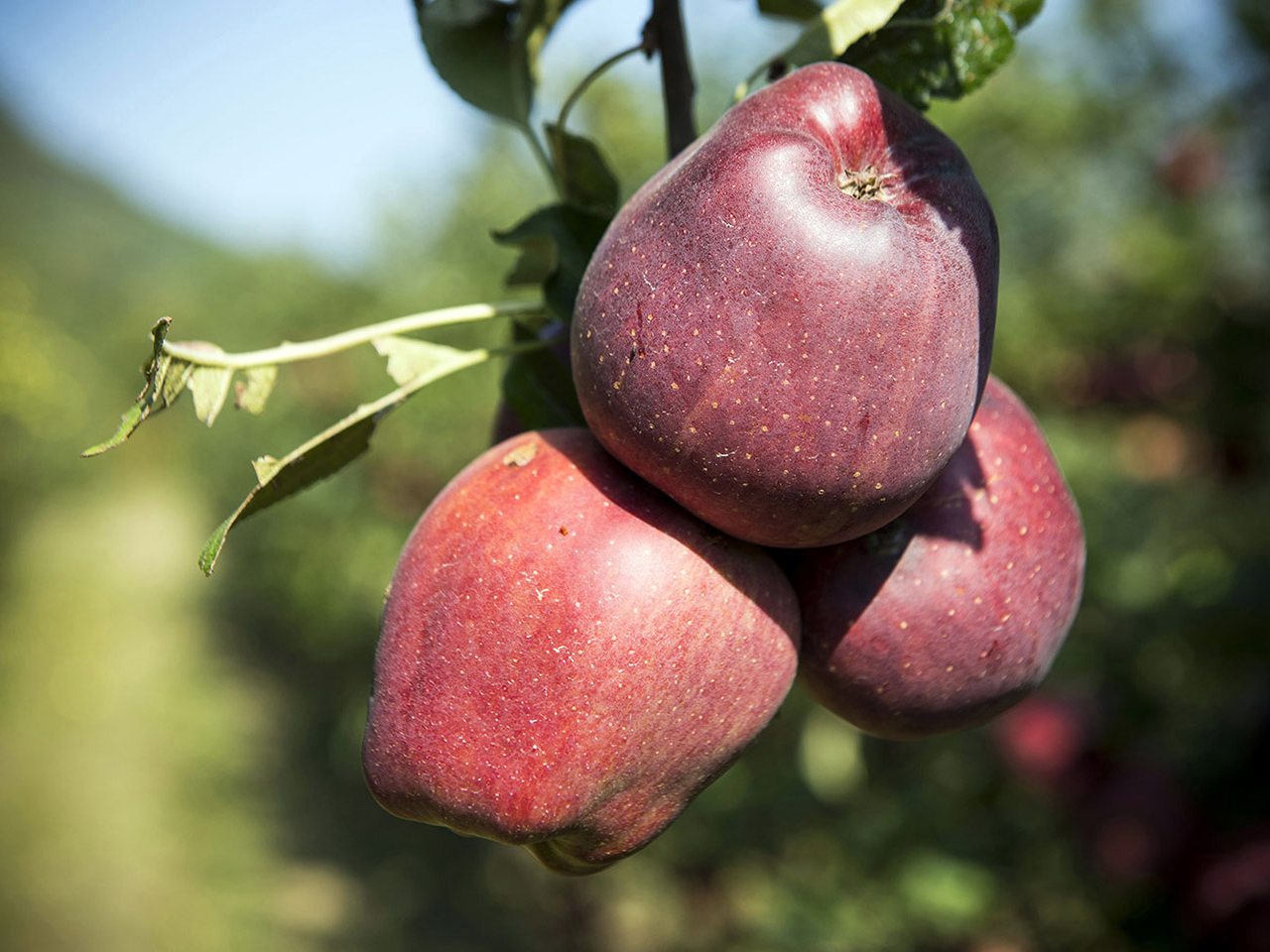 cascina-palazzo-redchief-apples