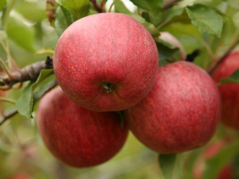 cascina-palazzo-schniga-apples