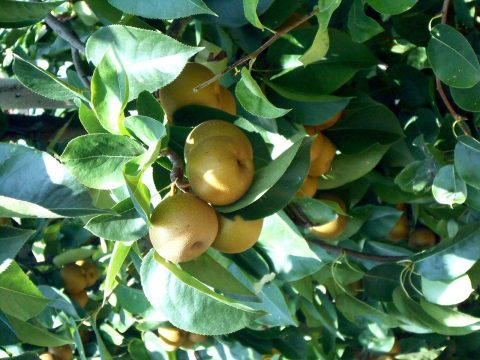 cascina-palazzo-nashi-pears