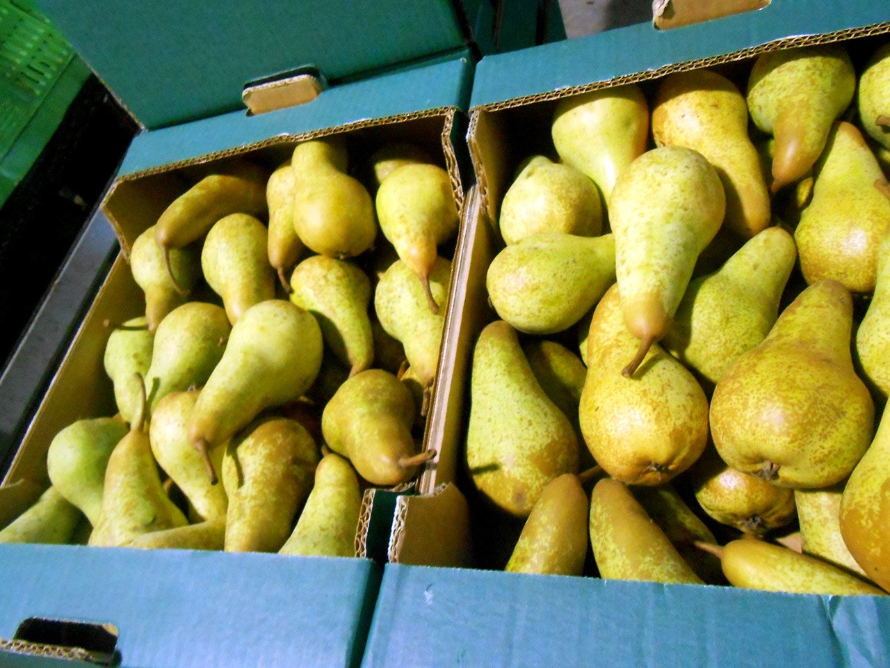 cascina-palazzo-abate-fetel-pears