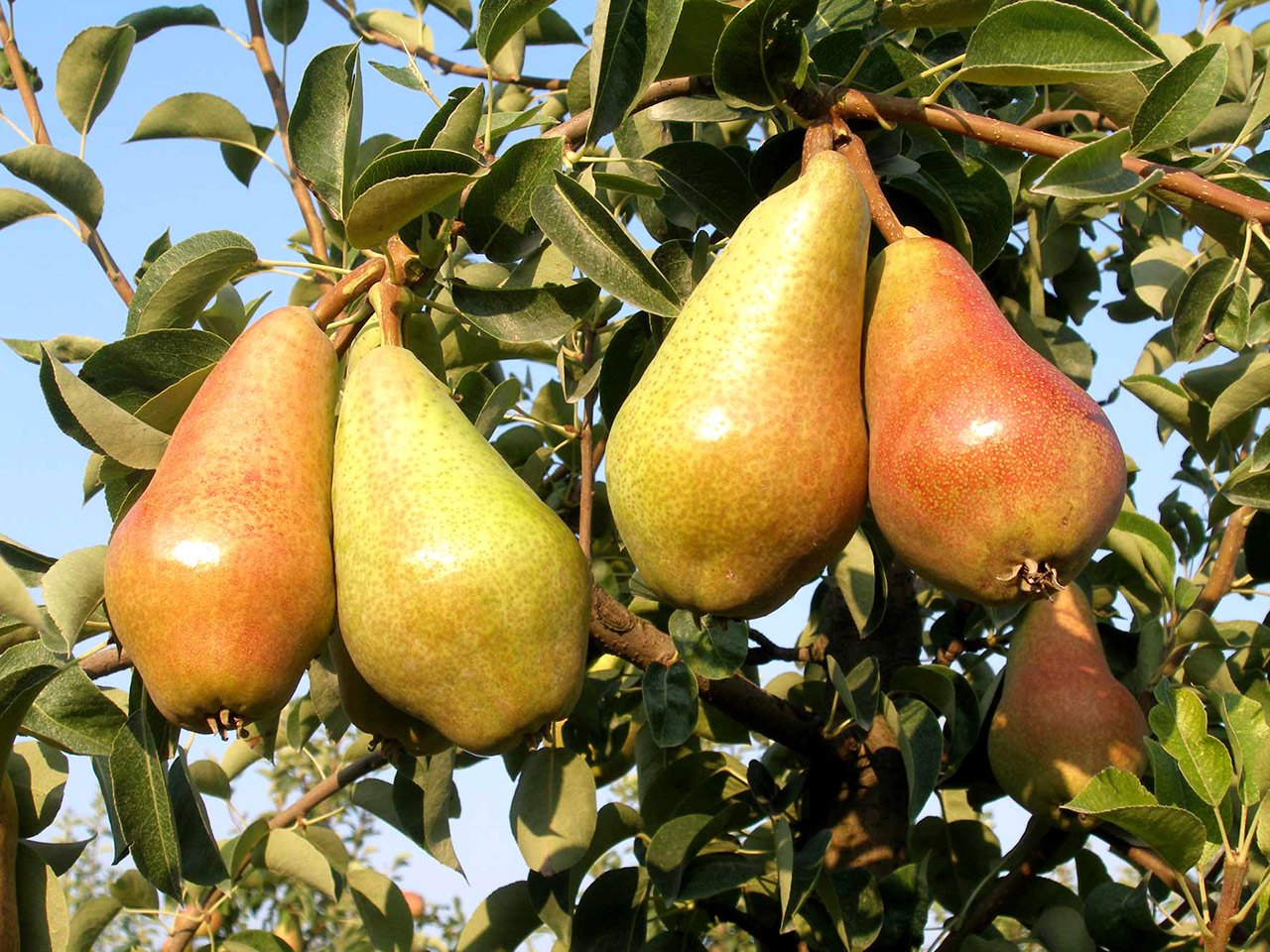 cascina-palazzo-carmen-pears