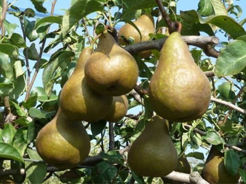 cascina-palazzo-kaiser-alexander-pears