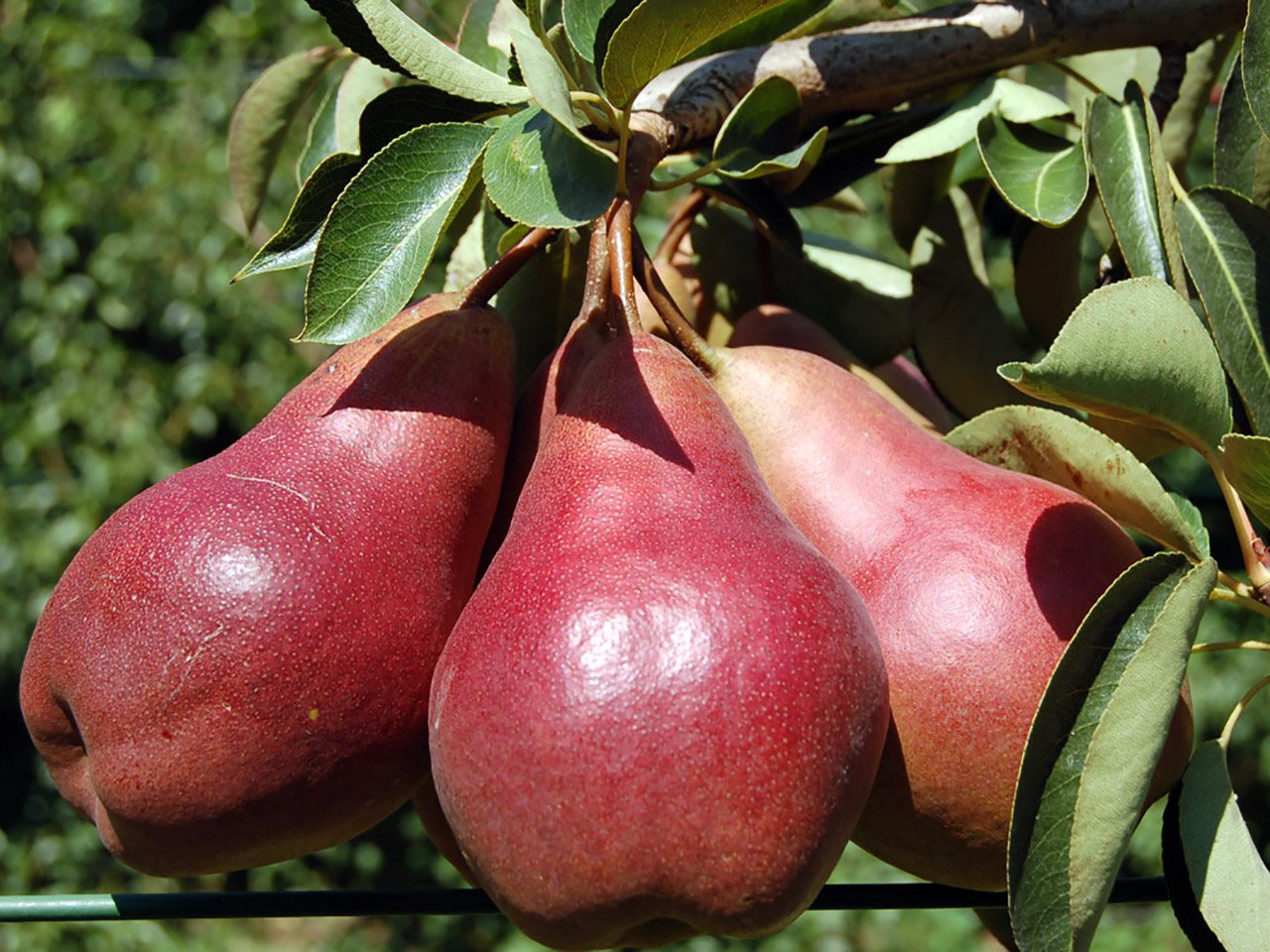 cascina-palazzo-williams-pears