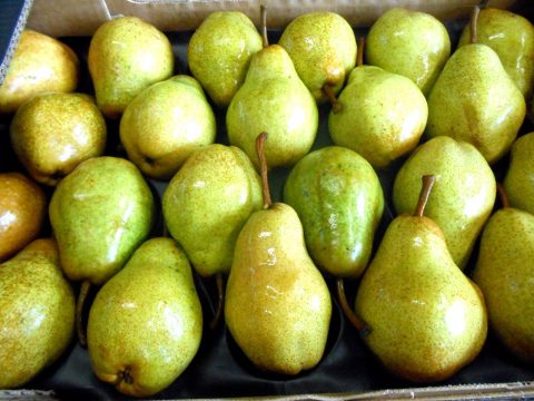 cascina-palazzo-williams-pears