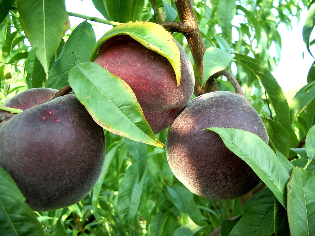 cascina-palazzo-flavorcrest-peaches
