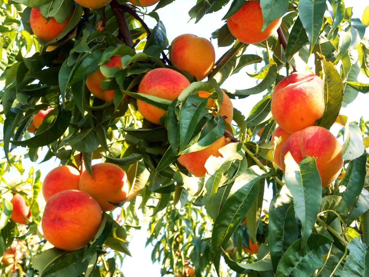 cascina-palazzo-andross-cling-peaches